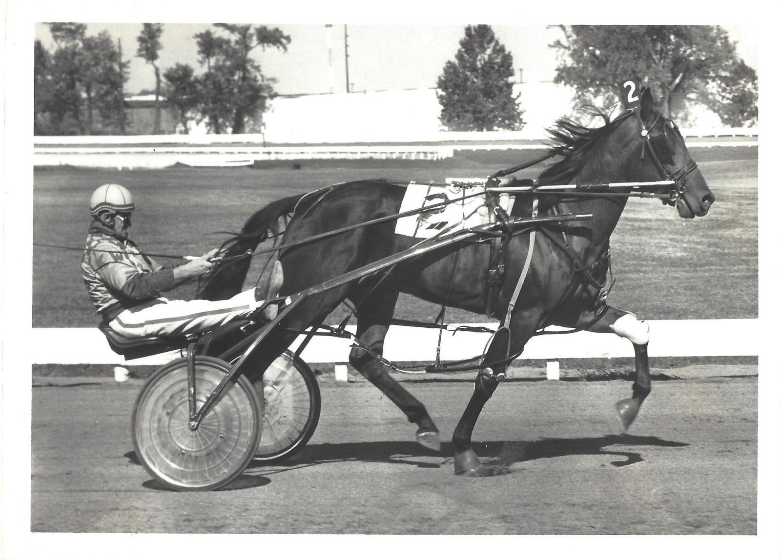 Vintage Harness Racing Press Photo Horse "Tarbesto Hanover" Keith Waples (1 of 2)