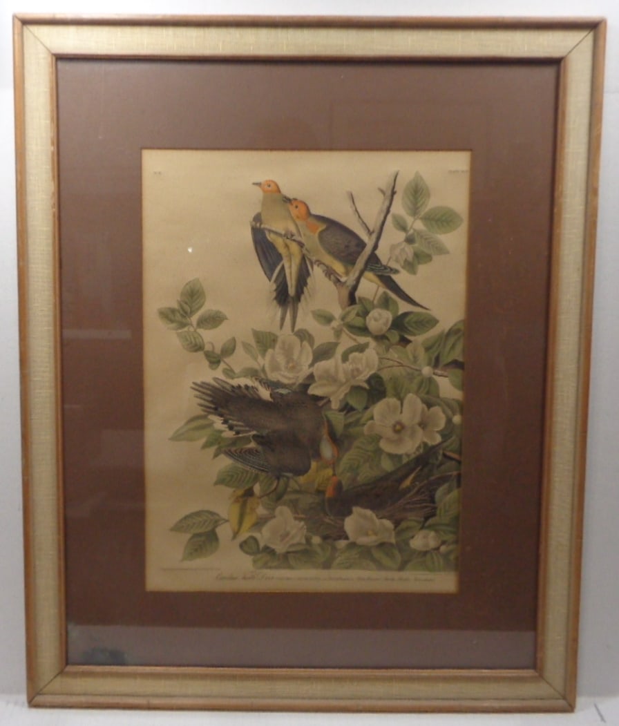 Vintage Hand Colored Bird Print by APP co New York: Vintage Hand Colored Bird Print by APP co New York. It has some water marks and dirty. Please look at the photos. Approx Window Size: 12 x 17 inches. Approx Frame Size: 22 x 27 x 1 Inches
