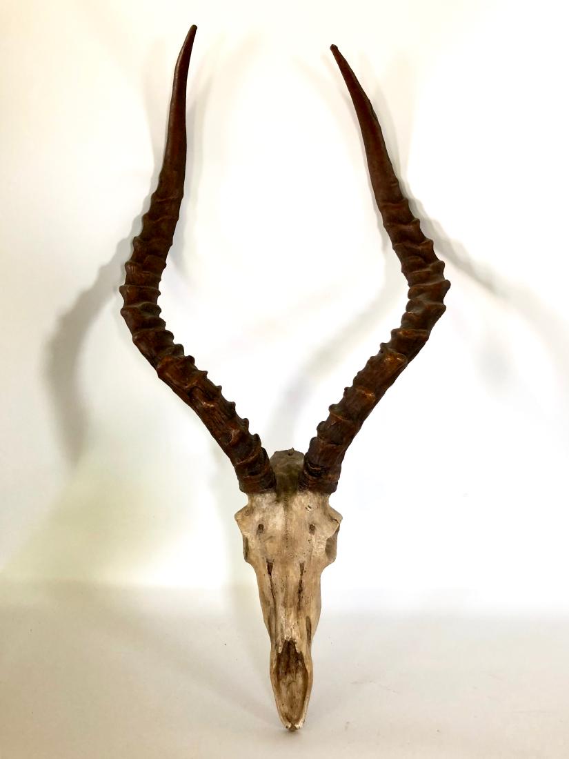 Goat Skull: Goat skull with long horns in very good condition. Fake skull can be used for a wall or entryway decoration. Measures 13.5"w x 27.25"h.