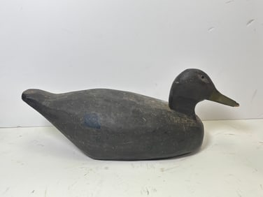 American Black Duck Decoy w Glass Eyes