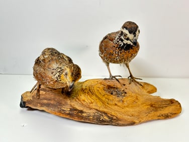 Vintage Taxidermy Quail Birds. Mounted to Branch