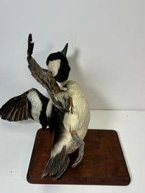 Vintage Taxidermy Bufflehead Duck on Wooden Base