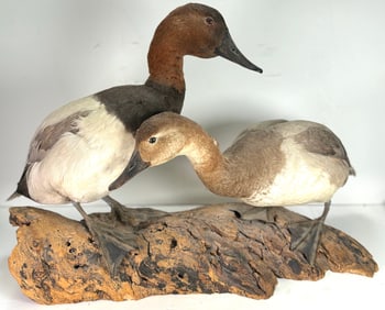 Two Vintage Taxidermy Canvasback Ducks Mounted onto Branch