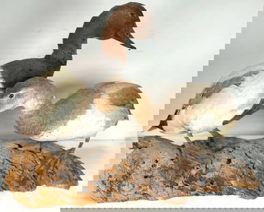 Two Vintage Taxidermy Canvasback Ducks Mounted onto Branch: Two Vintage Taxidermy Canvasback Duck Mounted onto Branch. This is a nice old set of two taxidermy ducks, these are two canvasback were perserved to capture their delicate beauty and intricate