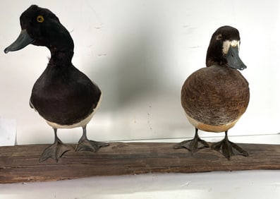 Two Vintage Taxidermy - Lesser Scuap & Greater Scaup Ducks Mounted onto Branch