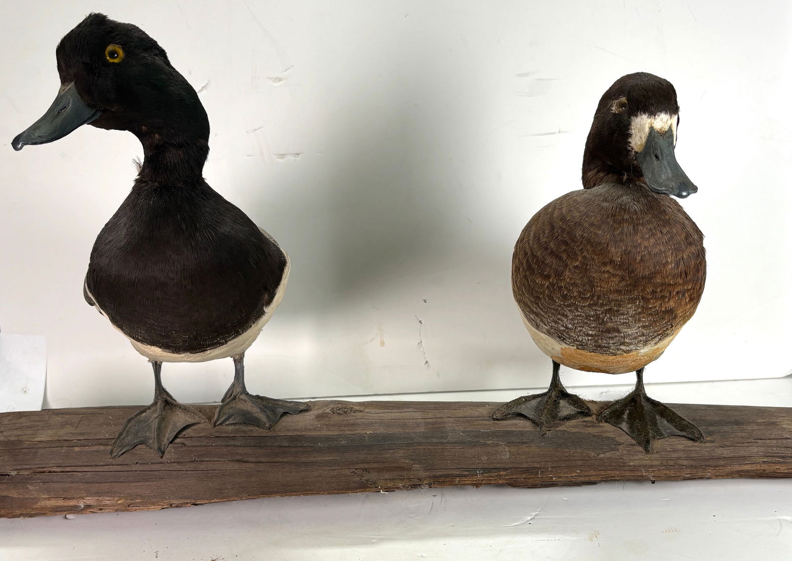 Two Vintage Taxidermy - Lesser Scuap & Greater Scaup Ducks Mounted onto Branch (1 of 19)