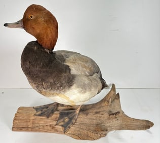 Vintage Single Taxidermy Redhead Duck Mounted onto Branch