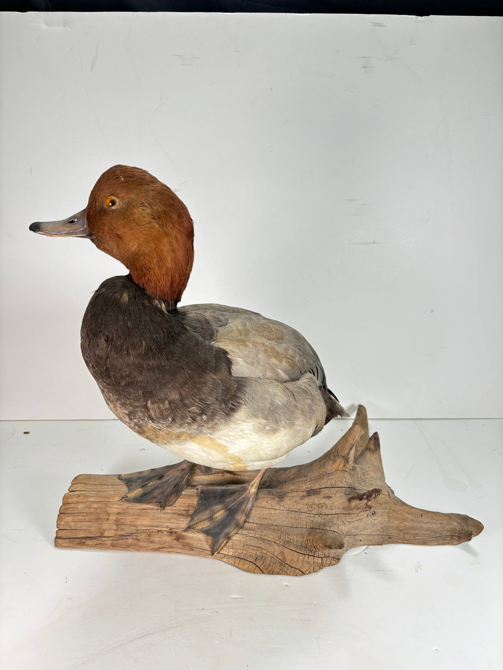 Vintage Single Taxidermy Redhead Duck Mounted onto Branch: Vintage Single Taxidermy Redhead Duck Mounted onto Branch. This is a nice old taxidermy duck, this redhead was perserved to capture its delicate beauty and intricate details. This duck is meticulous a