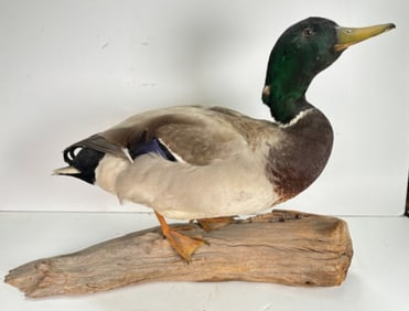 Vintage Single Taxidermy Mallard Duck Mounted onto Branch