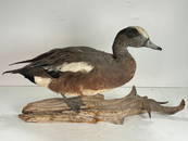 Vintage Single Taxidermy American Wigeon Mounted onto Branch