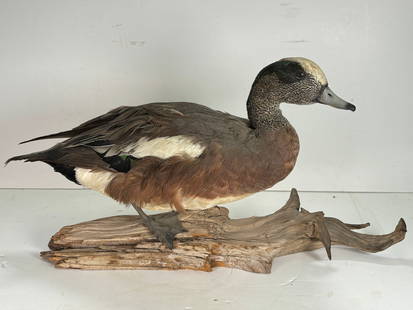 Vintage Single Taxidermy American Wigeon Mounted onto Branch: Vintage Single Taxidermy American Wigeon Mounted onto Branch. This is a nice old taxidermy duck, this American Wigeon was perserved to capture its delicate beauty and intricate details. This duck is m