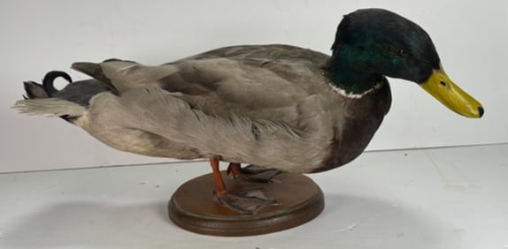 Vintage Single Taxidermy Mallard Duck Mounted onto Branch