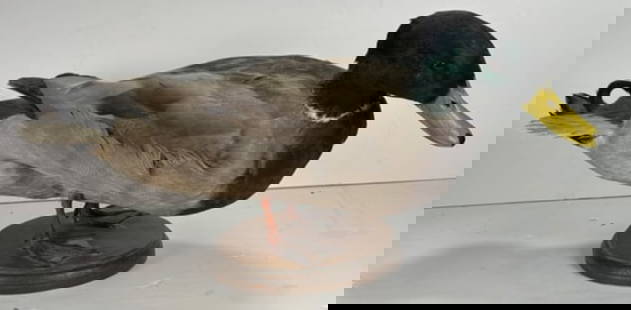 Vintage Single Taxidermy Mallard Duck Mounted onto Branch: Vintage Single Taxidermy Mallard Duck Mounted onto Branch. This is a nice old taxidermy duck, this mallard was perserved to capture its delicate beauty and intricate details. This duck is meticulous