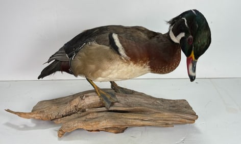 Vintage Single Taxidermy Wood Duck Mounted onto Branch