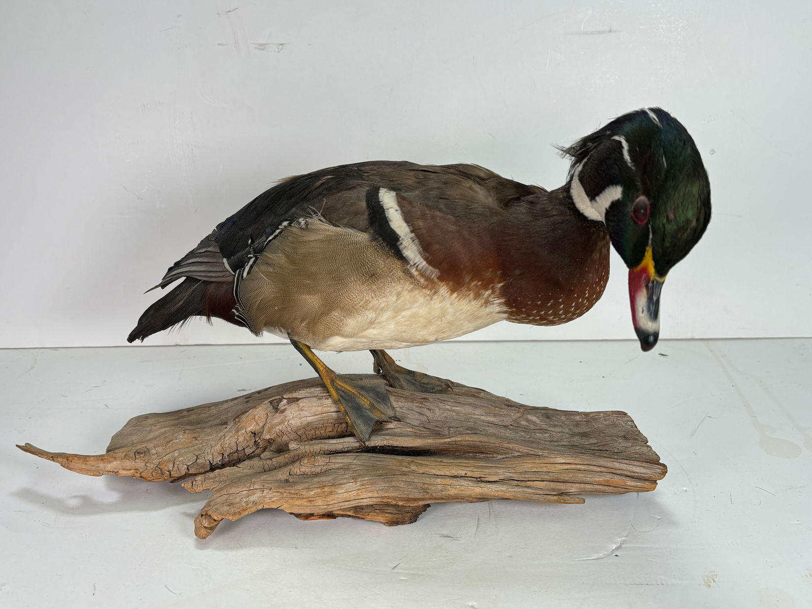 Vintage Single Taxidermy Wood Duck Mounted onto Branch: Vintage Single Taxidermy Wood Duck Mounted onto Branch. This is a nice old taxidermy duck, this wood duck was perserved to capture its delicate beauty and intricate details. This duck is meticulous an