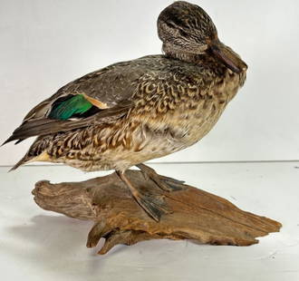 Vintage Single Taxidermy Eurasian Teal Duck Mounted onto Branch: Vintage Single Taxidermy Eurasian Teal Duck Mounted onto Branch. Vintage Single Taxidermy Eurasian Teal Duck Mounted onto Branch. This is a nice old taxidermy duck, this Eurasian Teal Duck was