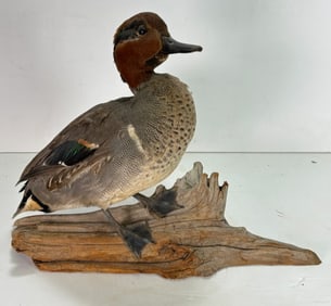 Vintage Single Taxidermy Eurasian Teal Duck Mounted onto Branch