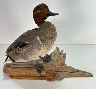 Vintage Single Taxidermy Eurasian Teal Duck Mounted onto Branch: Vintage Single Taxidermy Eurasian Teal Duck Mounted onto Branch. Vintage Single Taxidermy Eurasian Teal Duck Mounted onto Branch. This is a nice old taxidermy duck, this Eurasian Teal Duck was