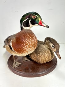 (2) Vintage Single Taxidermy Wood Ducks Mounted onto Branch