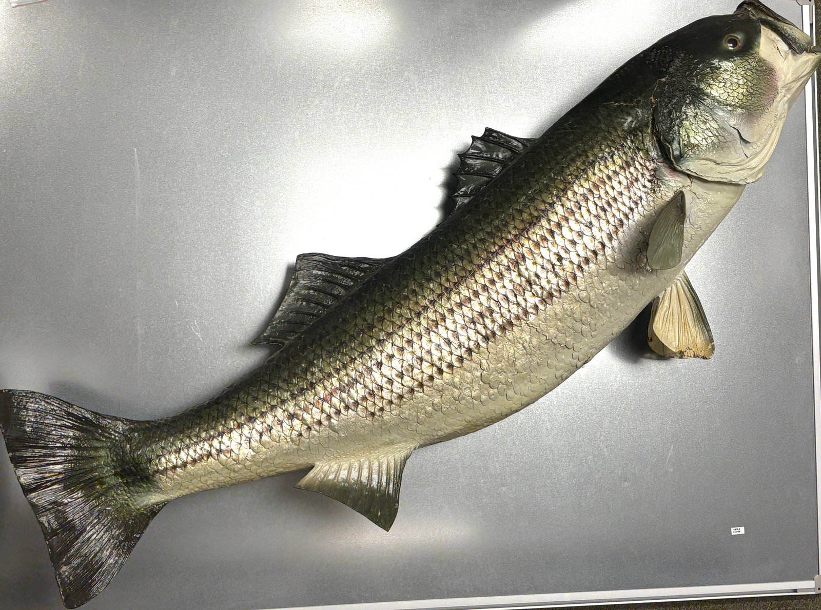 Vintage 1978 Taxidermy Striped Bass: Vintage 1978 Taxidermy Striped Bass. They don't make them like this anymore! It is in great condition for its age, this is a great piece to add to any living space or man cave, it is a great talking p