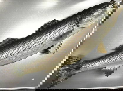 Vintage 1978 Taxidermy Striped Bass: Vintage 1978 Taxidermy Striped Bass. They don't make them like this anymore! It is in great condition for its age, this is a great piece to add to any living space or man cave, it is a great talking