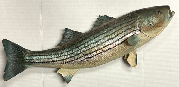 Vintage Striped Bass Taxidermy Large Fish Mount