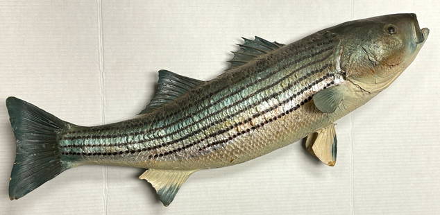 Vintage Striped Bass Taxidermy Large Fish Mount: Vintage Striped Bass Taxidermy Large Fish Mount.They don't make them like this anymore! This is a nice beautiful taxidermied fish, it is in good condition for its age, it does have minor signs of
