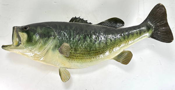 Vintage Taxidermy Large Mouth Bass Fish Mount: Vintage Taxidermy Large Mouth Bass Fish Mount. They don't make them like this anymore!This is a nice beautiful taxidermied fish, it is in good condition for its age, it does have minor signs of wear f
