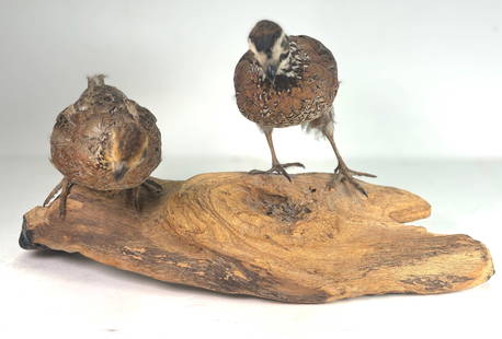 Vintage Taxidermy Quail Birds. Mounted to Branch: Vintage Taxidermy Quail Birds. Mounted to Branch. This is a nice old set of taxidermy animial, these two quails brds. were perserved to capture their delicate beauty and intricate details. They are