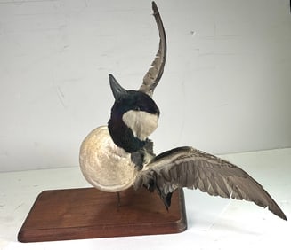 Vintage Taxidermy Bufflehead Duck in flying Precision on Wooden Base Wall Mount