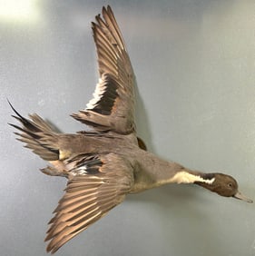 Northern Pintail Taxidermy Duck on Wooden Base Wall Mount
