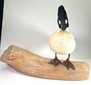 Common Goldeneye Taxidermy Duck on Branch