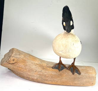 Common Goldeneye Taxidermy Duck on Branch: Common Goldeneye Taxidermy Duck Mounted on Branchthat displays its captivating presentaion. This duck is known for its distinct round head and vibrant eyes. This is another duck that is favorite among