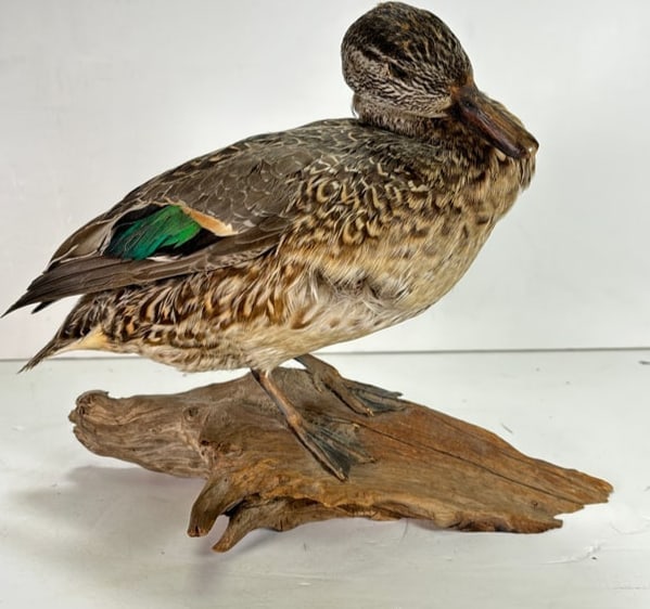 Vintage Single Taxidermy Green Winged Teal Duck Mounted onto Branch: Vintage Single Taxidermy Eurasian Teal Duck Mounted onto Branch. Vintage Single Taxidermy Eurasian Teal Duck Mounted onto Branch. This is a nice old taxidermy duck, this Eurasian Teal Duck was perserv