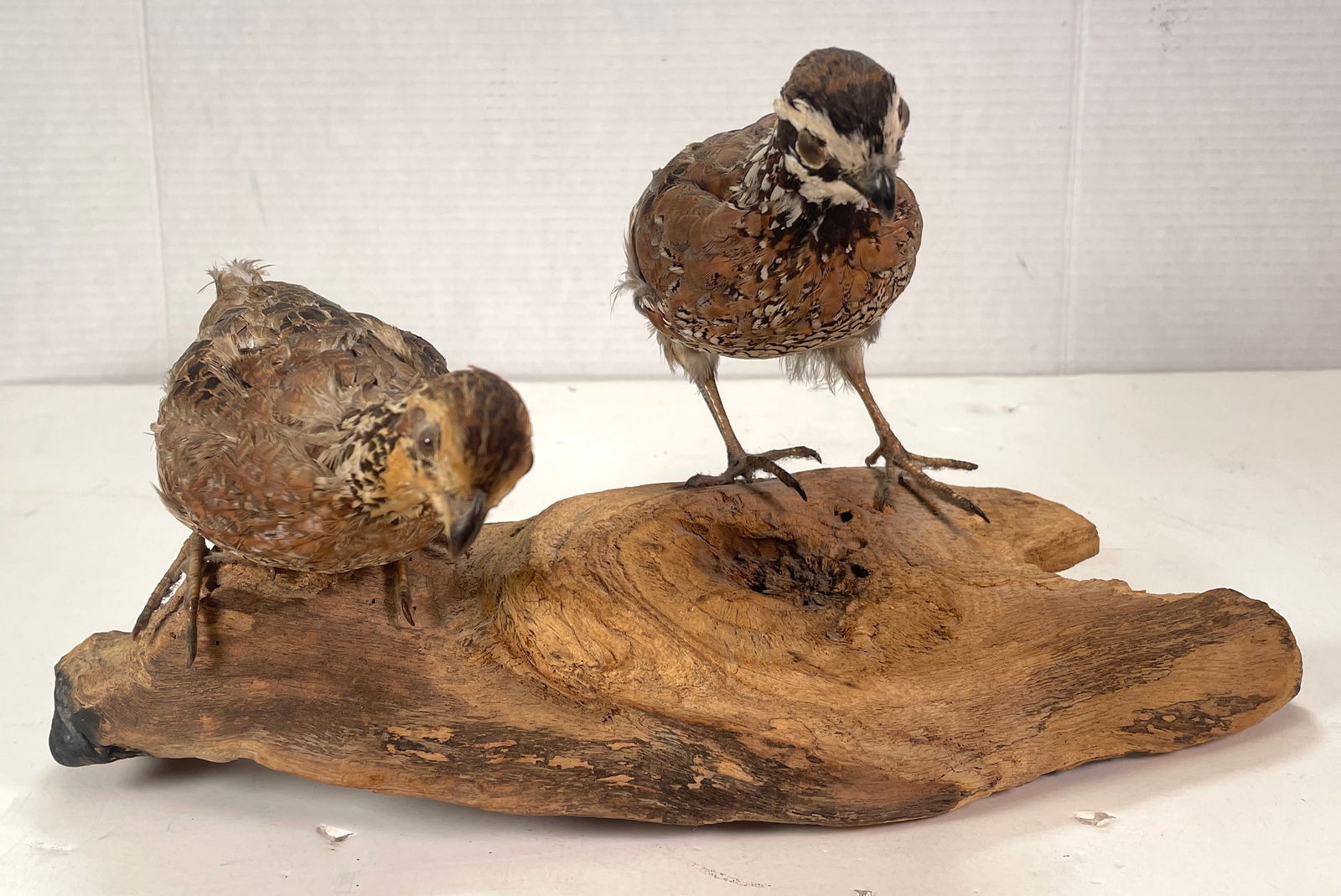 Vintage Taxidermy Quail Birds Mounted to Branch (1 of 11)