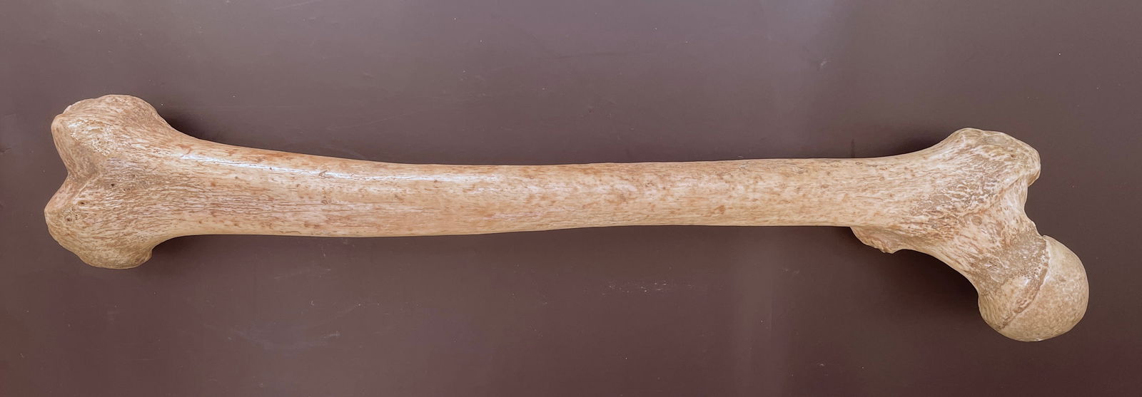1890s Real Human Femur Bone (1 of 15)