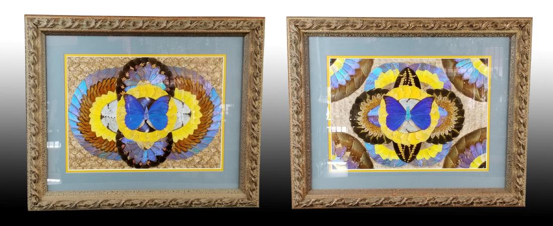 Pair of Real Butterfly Wings Framed Artwork (1 of 6)