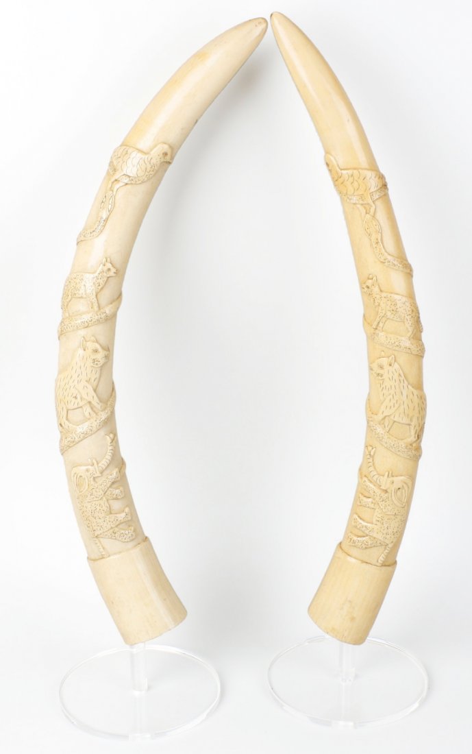 A pair of African carved ivory tusks: A pair of African carved ivory tusks. Each carved with a coiled snake, a bird perched upon its head, an elephant treading upon its tail, plus further animals along its body, above a base collar, lengt