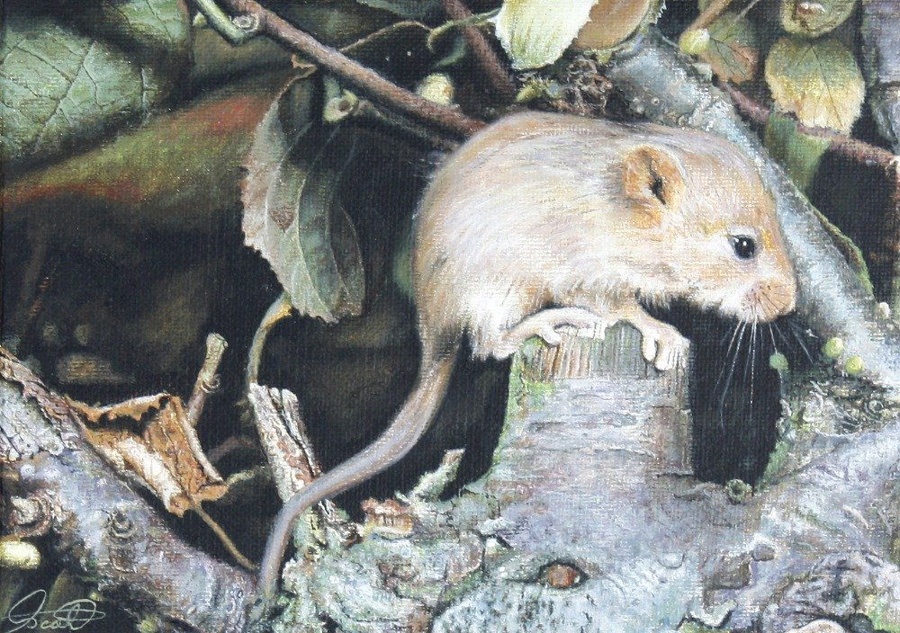 Michael Scott, (modern): Michael Scott, (modern)Two boxes containing a large selection of oil and watercolour paintings. To include wildlife studies, landscapes, flower studies, marine paintings, etc., various sizes (approx.