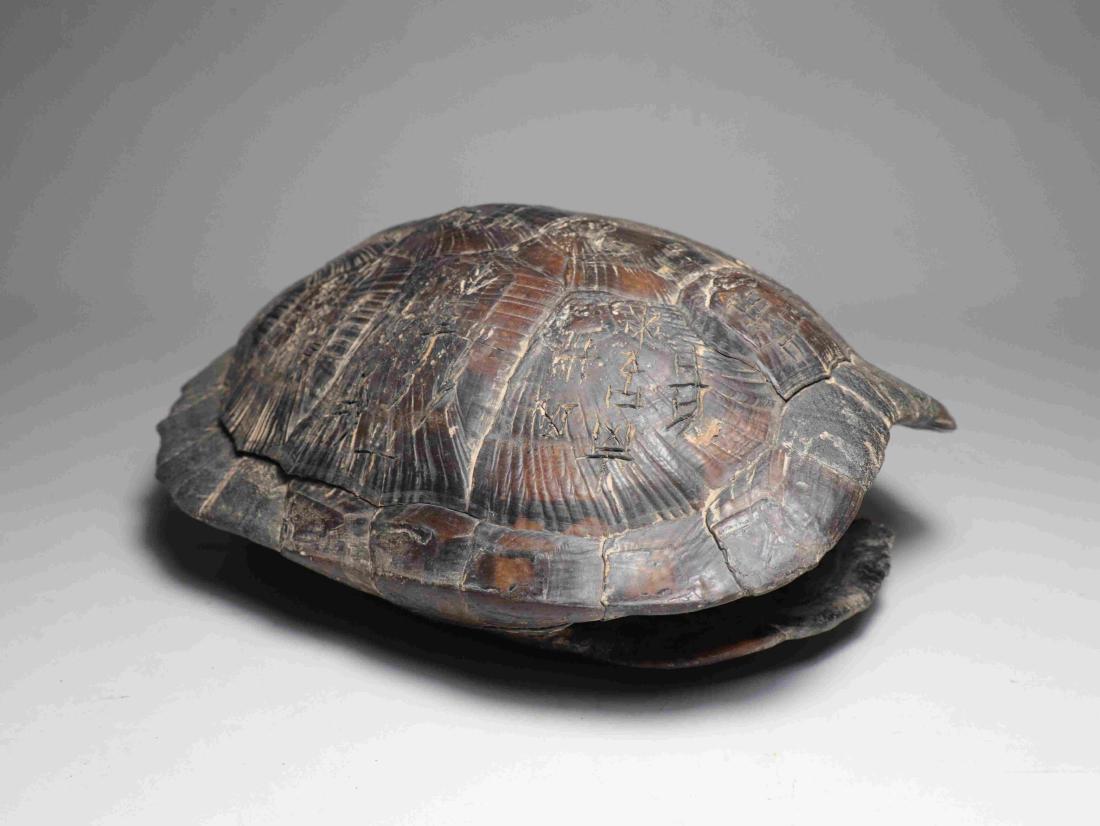 TURTLE SHELL WITH ANCIENT INSCRIPTION (1 of 8)