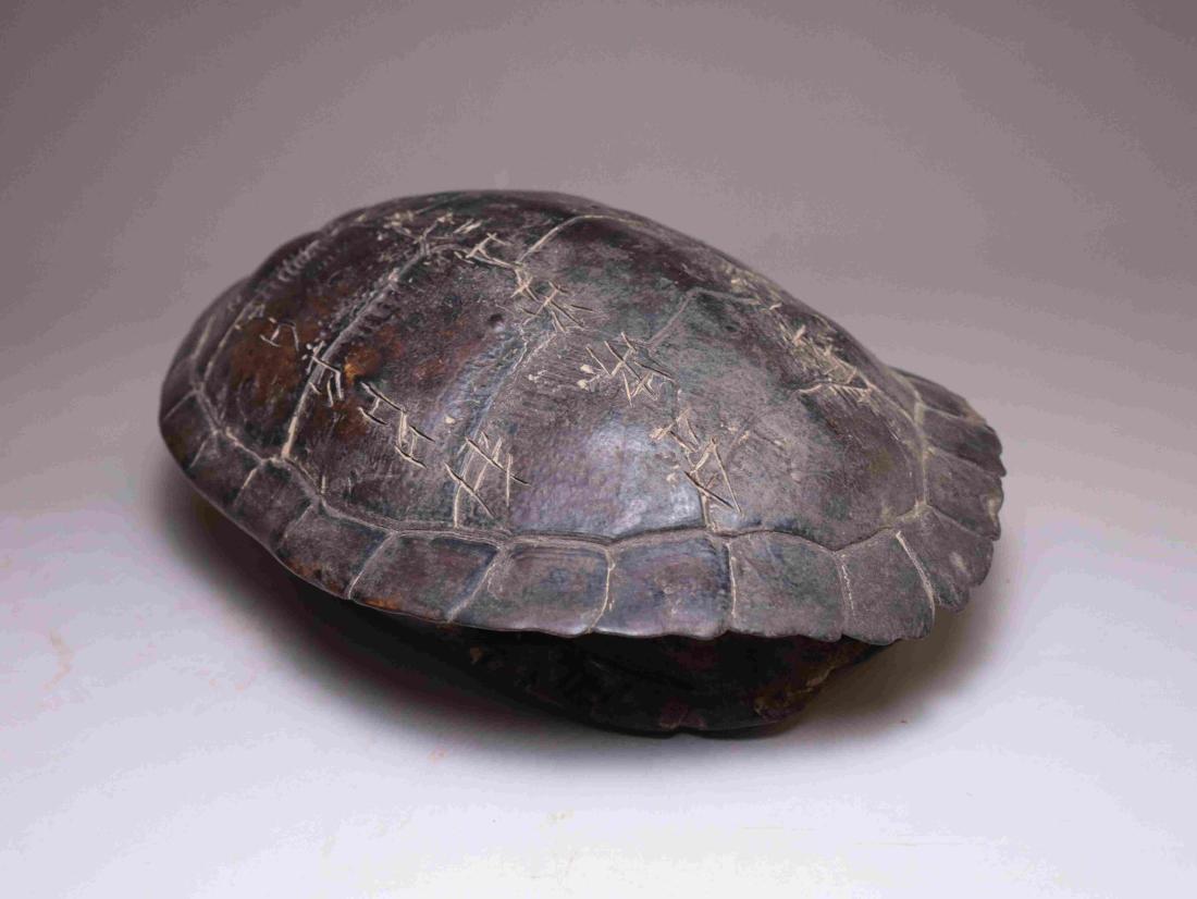 OLD TURTLE SHELL WITH ANCIENT INSCRIPTION (1 of 7)