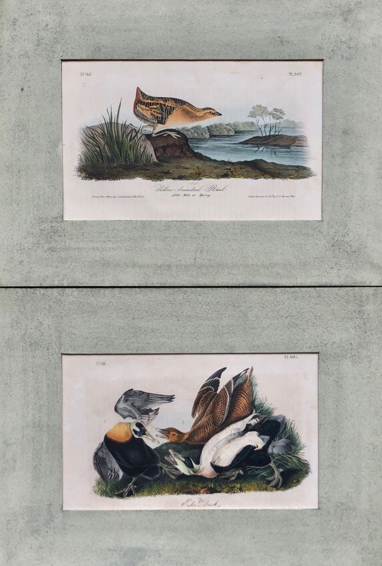 (2) JAMES AUDUBON Original Octavo Bird Prints (1 of 7)