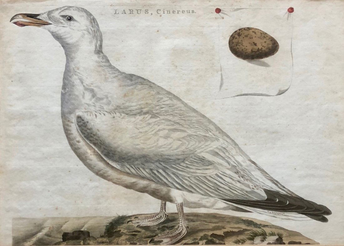 CORNELIUS NOZEMAN (Dutch, 1712-1786) Larus Cinereus. (1 of 3)