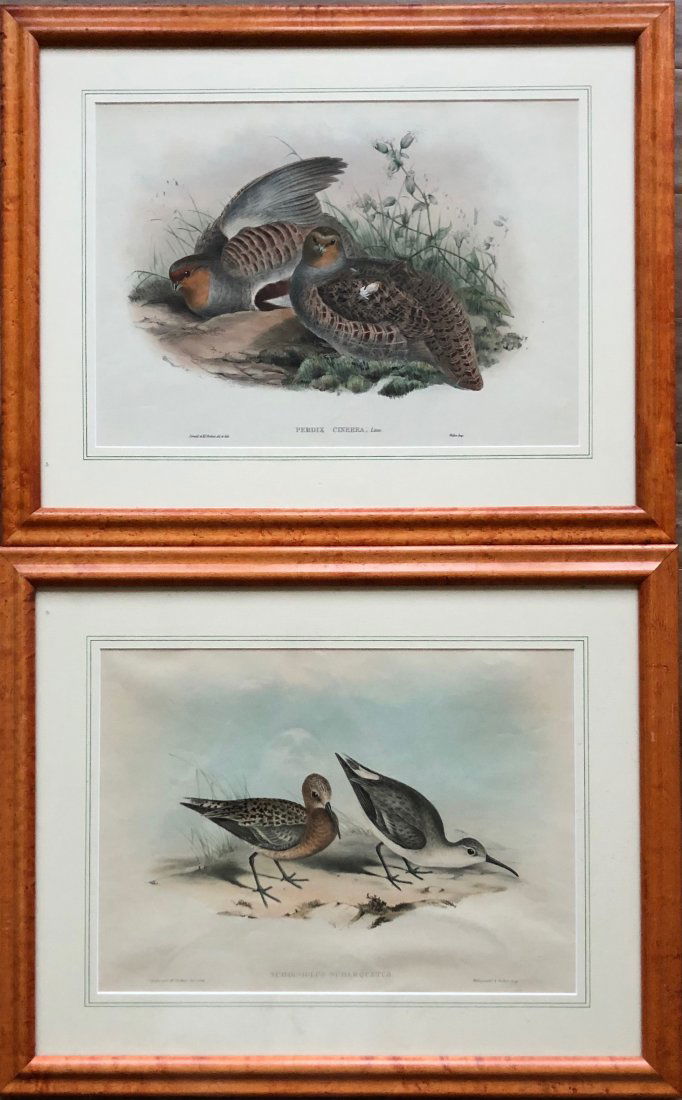 JOHN GOULD (1804-1881) Pair Of Framed Bird Prints (1 of 10)