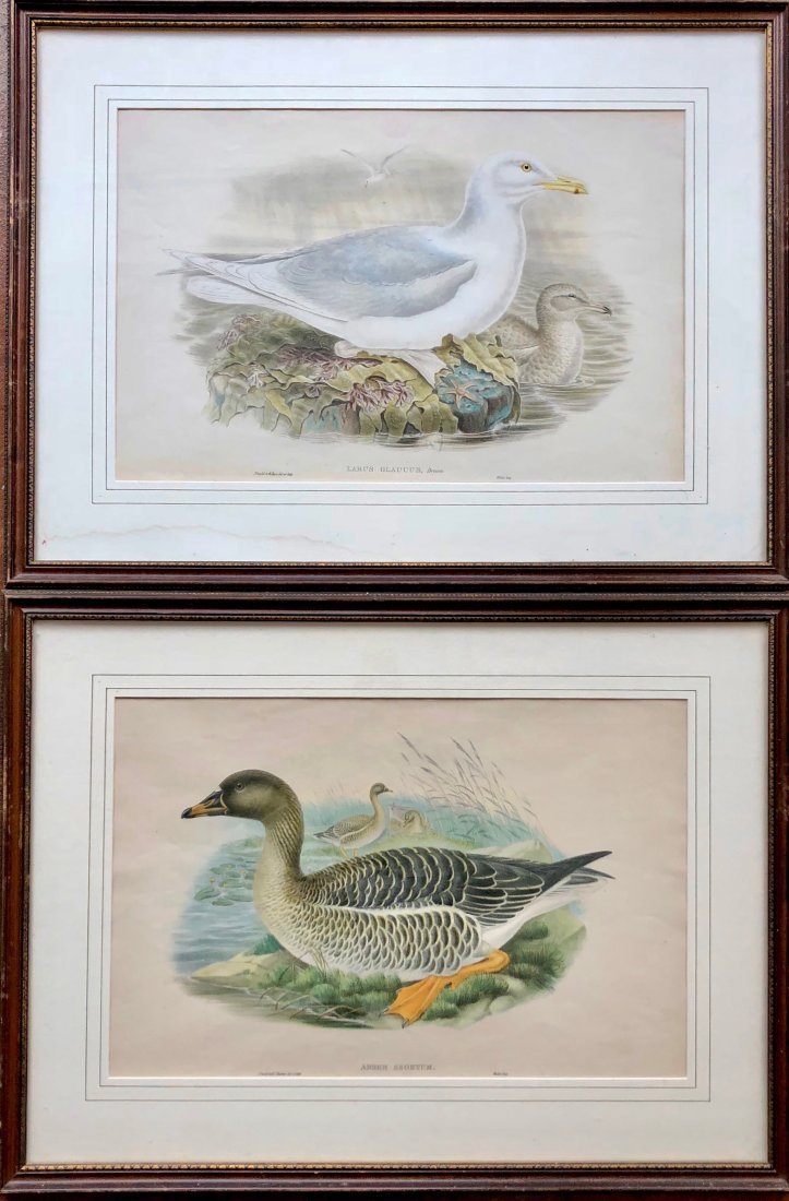 JOHN GOULD (1804-1881) Pair Of Framed Bird Prints (1 of 10)