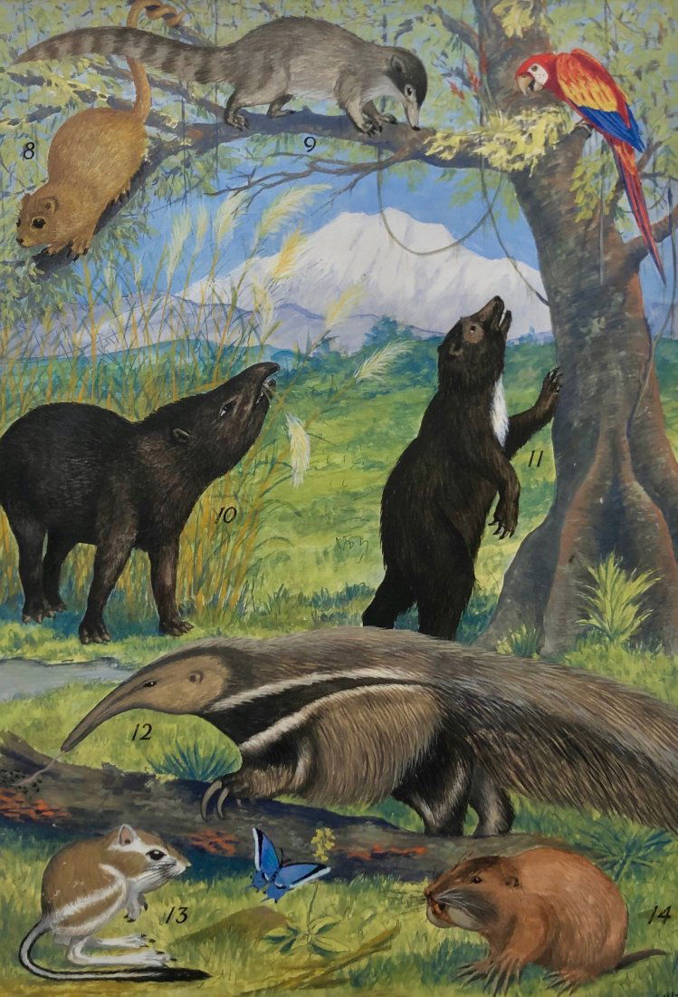 Illustration Of Animals Illegible Signature (1 of 5)