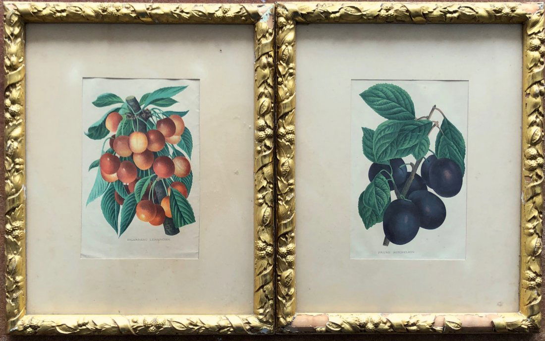 19th Century Decorative Fruit Prints, Period Frames (1 of 4)