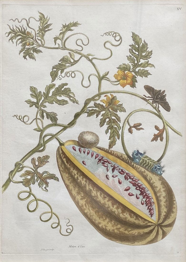 MARIA SIBYLLA MERIAN, Melon de Eau (1 of 5)