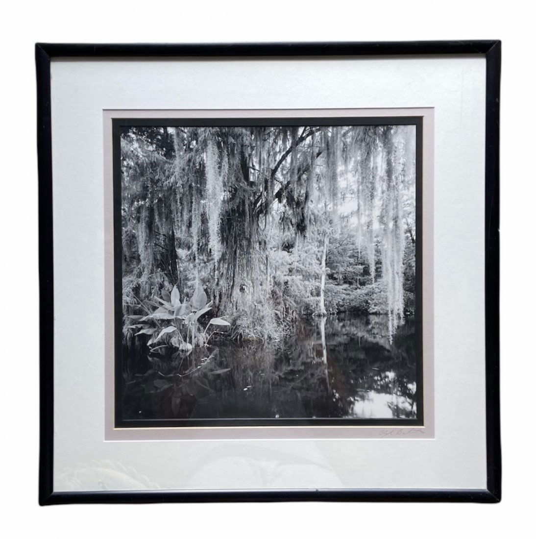 Clyde Butcher (20th c, Florida) Big Cypress Photograph (1 of 4)