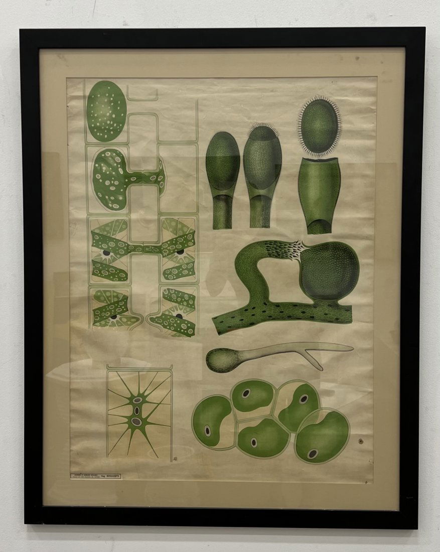 BOSSAERTS, Vintage French Floral Lithograph (1 of 3)